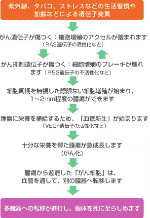 癌（がん）って何？